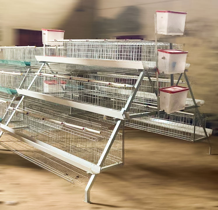 Battery Cages for Poultry